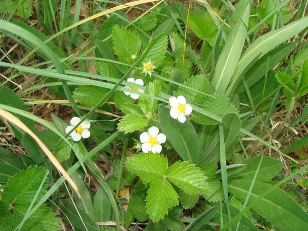 Светлана Сташевская