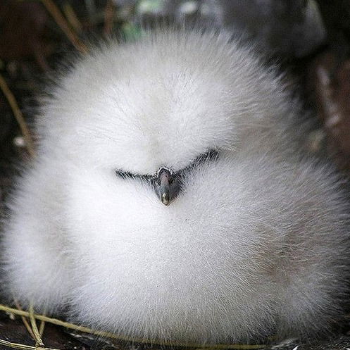 Наталья Петрова