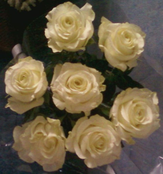 Елена Коцан