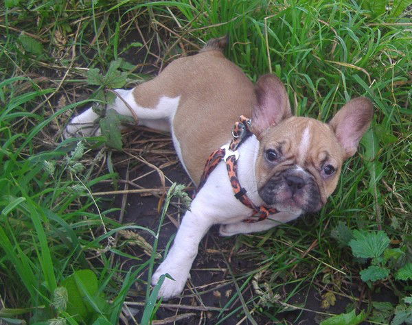 Ирина Бардова