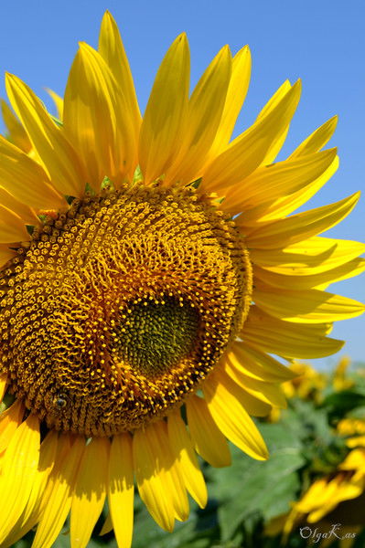 Ольга Касярум