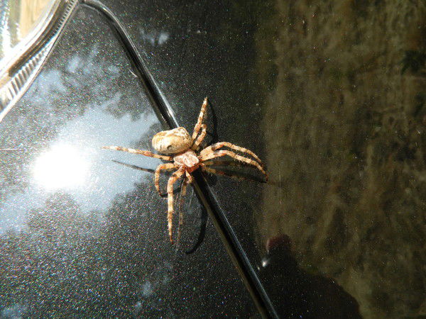 Тома Затеева