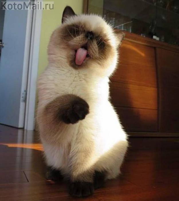 Евгений Медянский