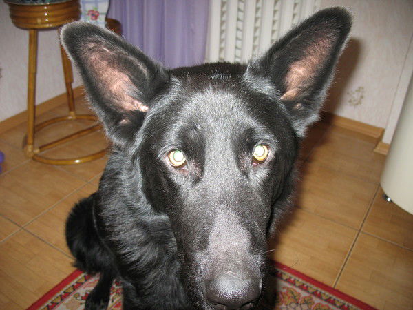 Александр Старцев