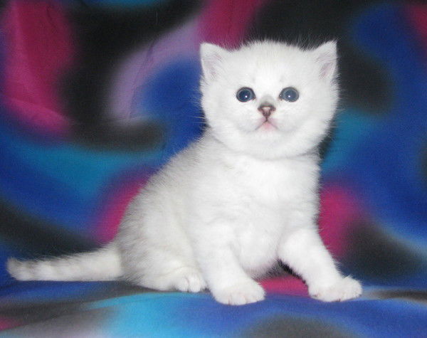 Виктория Ивлева