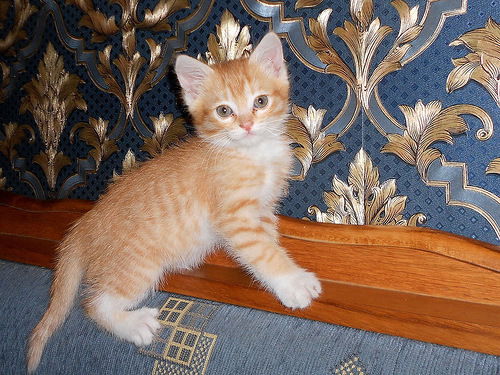 Руслан Егоров