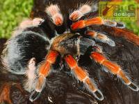 Александр Шарыгин