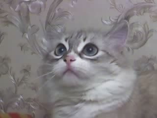 Вера Деменкова