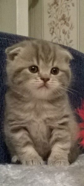 Максим Миронов