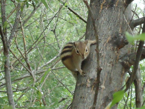 Зоя Голосова