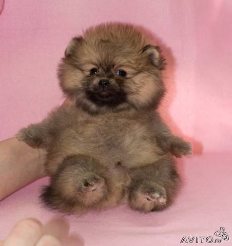 Светлана Кузуб