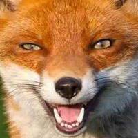 Александр Веселов