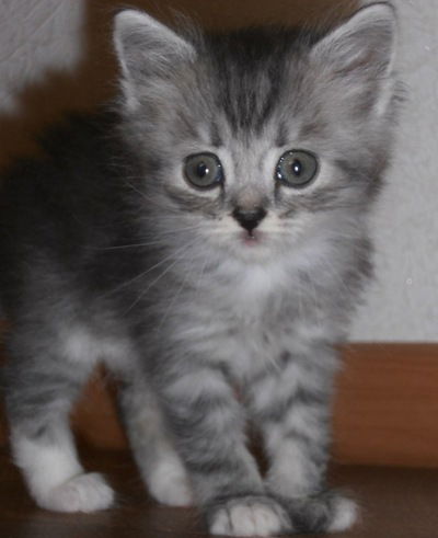 Вера Толстых