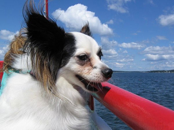 Рома Тарарин