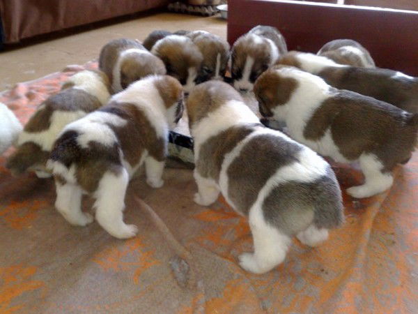 Радмир Габитов