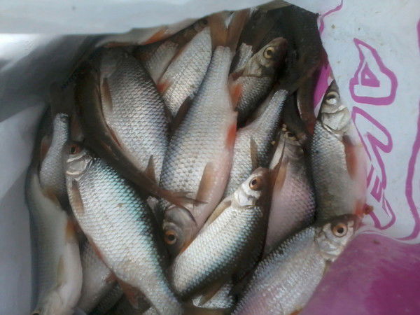 Александр Литвинов