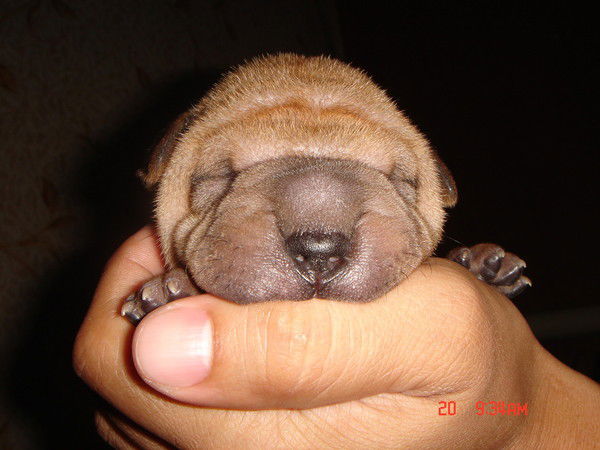 Елизавета Хван