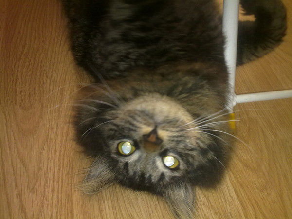 Алла Рудакова