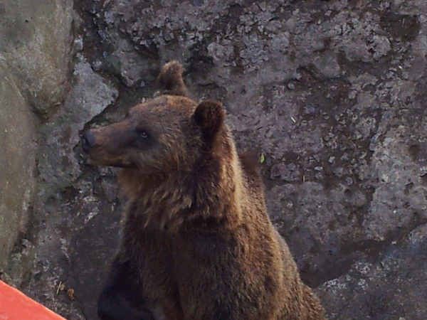 Анатолий Потемкин