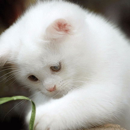 Сержик Роза