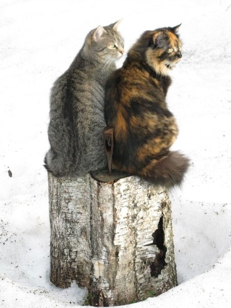 Юрий Лобашов