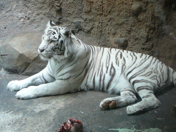 Екатерина Шулаева