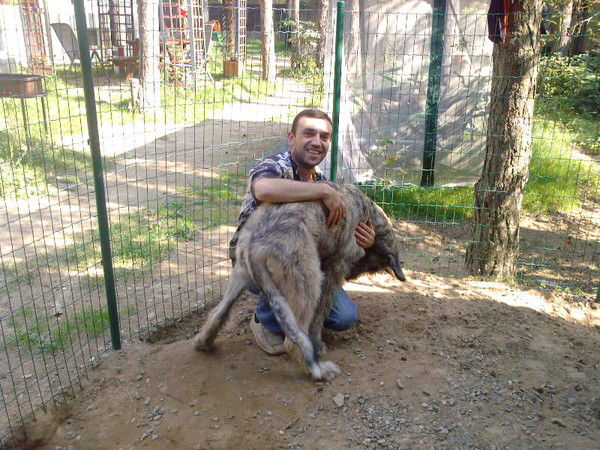 Арарат Хачикян