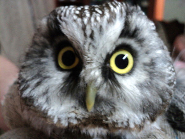 Сергей Половинкин