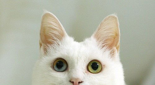 Эля Кузьменко