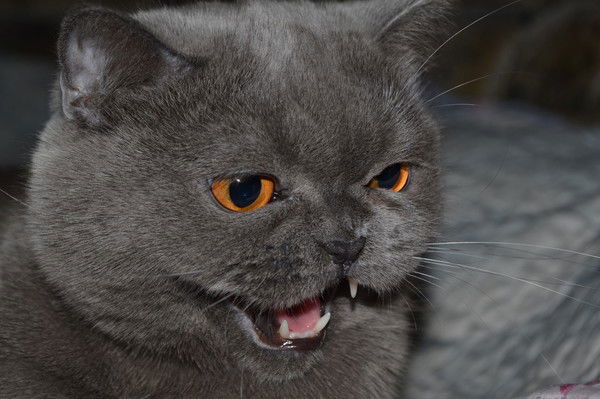 Татьяна Нефедова