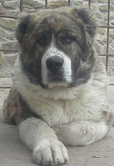 Вова Миронишен