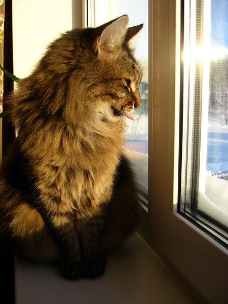 Владимир Черепанов