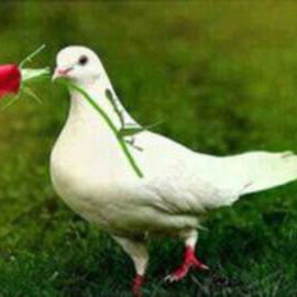 Наталья Ильичева