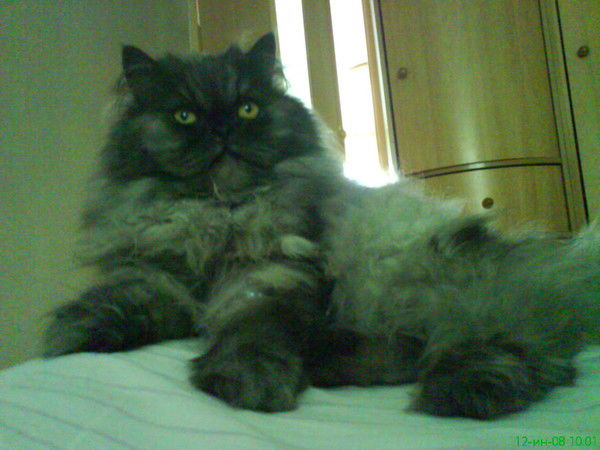 Дмитрий Дубровский