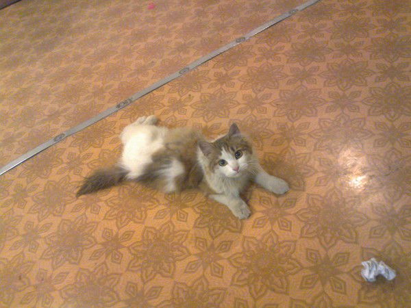 Константин Бешенцев