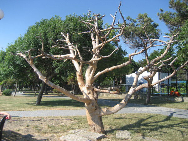 Анастасия Валентиновна