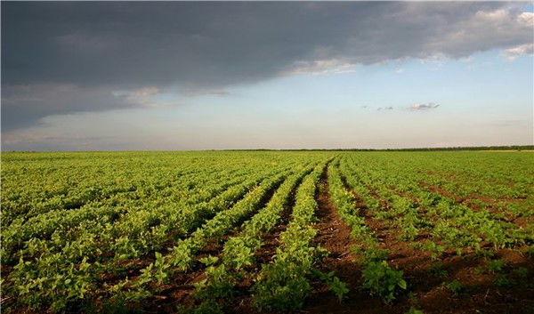 Вера Шингарева