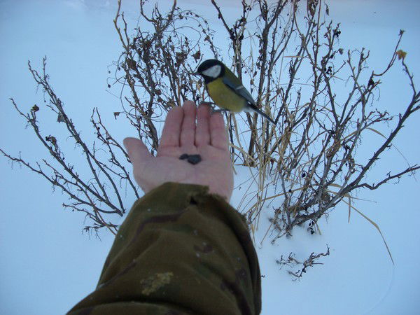 Виктор Лухманов