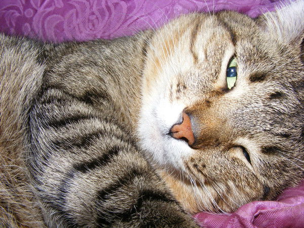 Светлана Давыдова