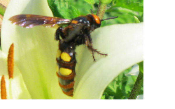 Марк Маркин