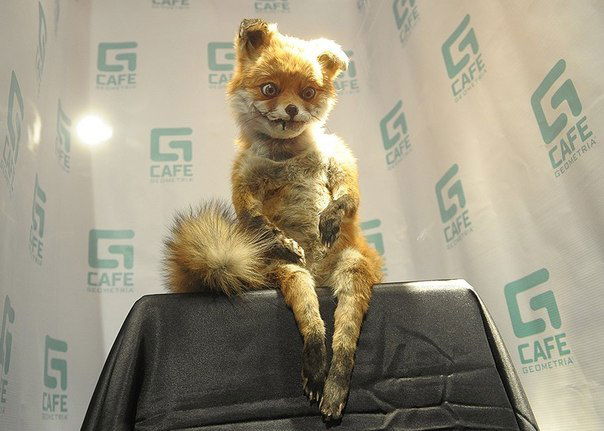 Восьминогий Чукапабр