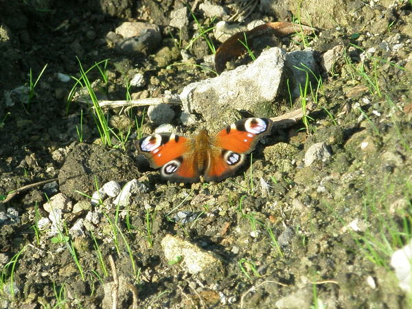 Минеева Анна