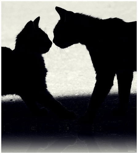 Марина Осипова