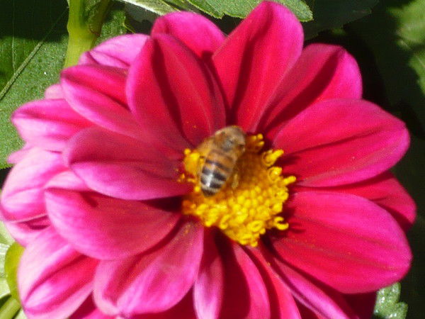 Алексей Кобышев