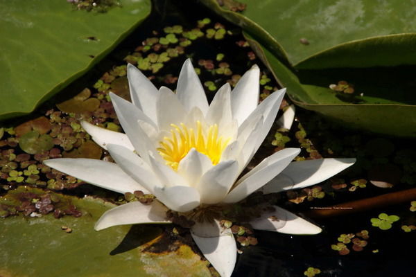 Светлана Николаева