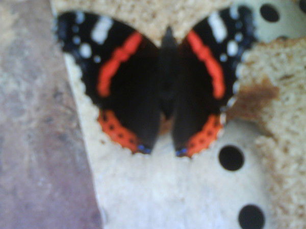 Антонина Сивова