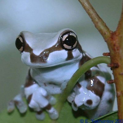Василий Петровичь