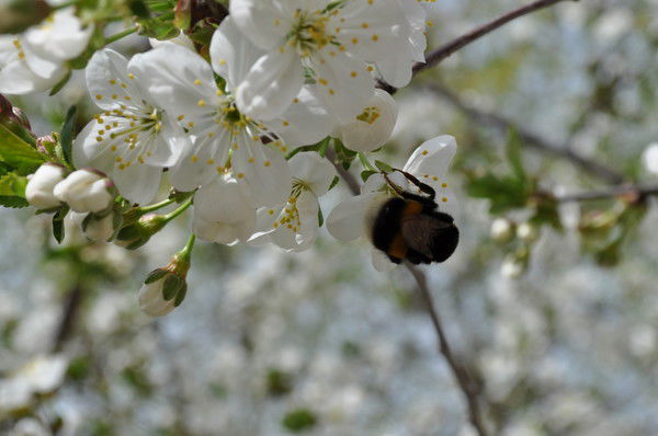 Антон Савельевич Гавшин