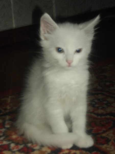 Юлия Балакина