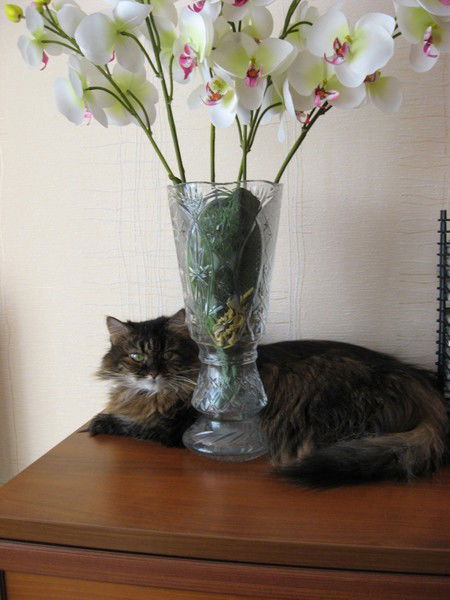 Светлана Дурасова